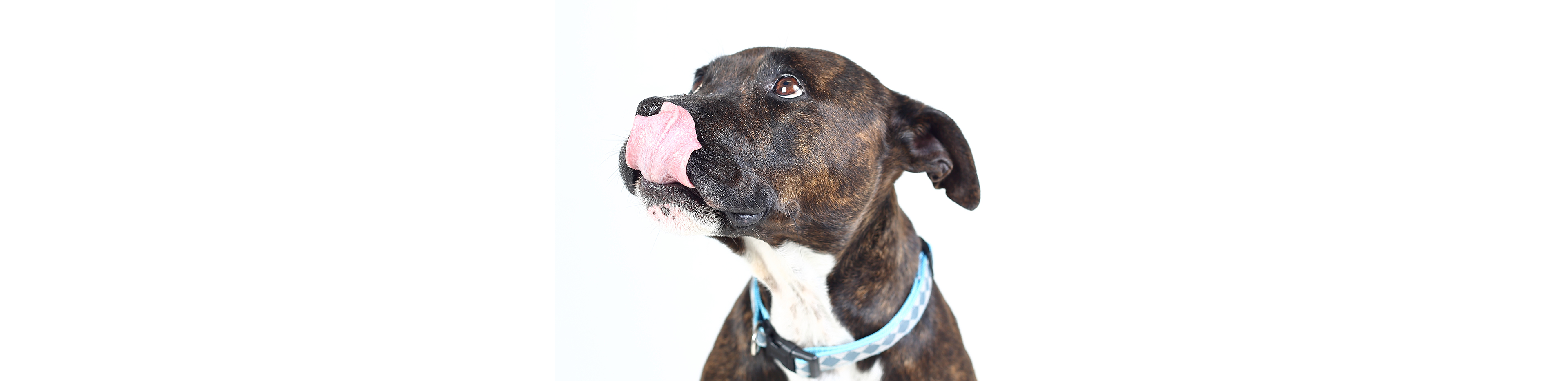 Dog licking lips promoting the healthy pet treat recipe for Christmas blog